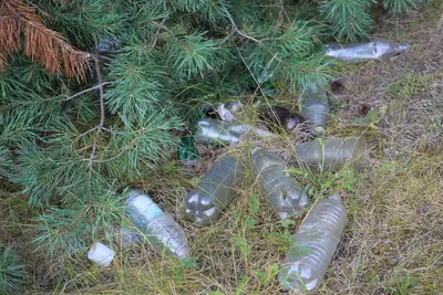 Фотография свалки мусора в лесу теперь может стать причиной возбуждения  административного дела | 10.01.2023 | Томск - БезФормата
