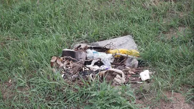 В Украине в 10 раз могут увеличить штрафы за мусор в лесу и на обочинах -  МЕТА