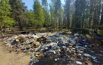 Мусор Оставленный Людьми В Лесу Мусор В Лесу — стоковые фотографии и другие  картинки Без людей - Без людей, Болезнь, Вариация - iStock