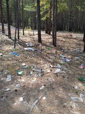 Житель Бурятии заплатил 40 тысяч рублей за мусор в лесу - Происшествия -  Новая Бурятия