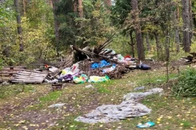 Лес в Муезерском районе Карелии избавили от мусора | Фактор - новости  Карелии