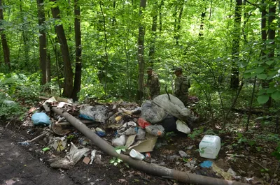 Кто отвечает за лесной мусор? - Bellona.ru