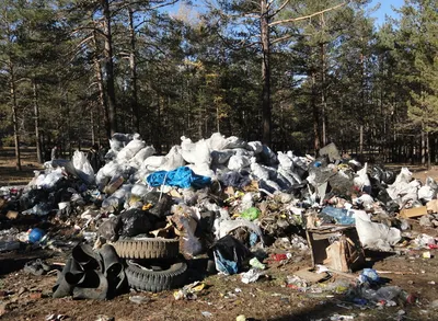 В России придумали, как бороться с мусором на природе - PrimaMedia.ru