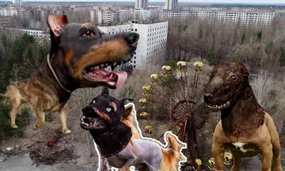 По Украине разгуливают чернобыльские хищники