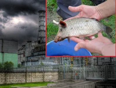 Собаки-мутанты в зоне отчуждения Чернобыльской АЭС. Что происходит на самом  деле