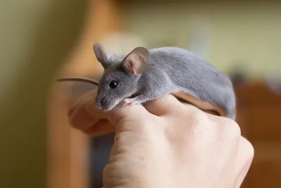 Как избавиться от мышей в доме навсегда: эффективные способы, народные  средства