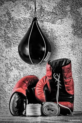 Время славы для маленького боксера Стоковое Изображение - изображение  насчитывающей бой, фронт: 55919627