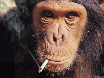 Обезьяна с сигаретой на картинке, скачать аватар с курящим приматом —  Фотографии на аву