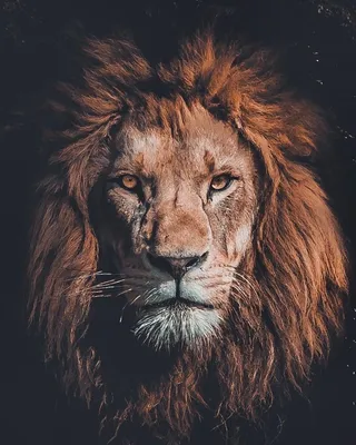 Создать мем \"фото злого льва на аву, лев черный фото на аву, фото льва на  заставку телефона\" - Картинки - Meme-arsenal.com