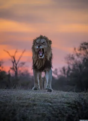 Лев в короне картинки - 82 фото