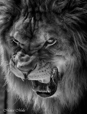 Король лев | Пикабу