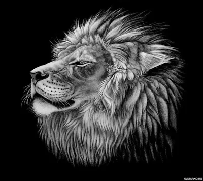 Детально прорисованный чёрно-белый рисунок льва — Картинки и авы