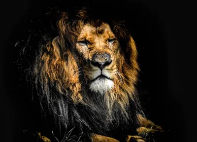 Картинка льва на экран - 64 фото