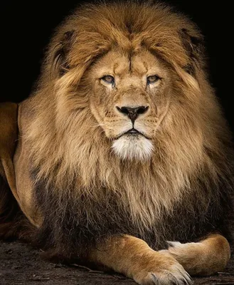 Картинки льва на аву (100 фото)