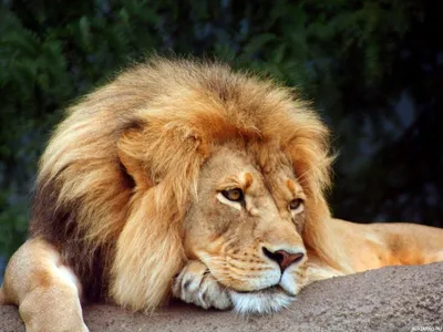 Картинки льва с короной - 75 фото