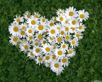 Цветы, #Сердце, #Ромашки, #аватары, #картинки, #фото, #авы,  https://avatarko.ru/kartinka/8076 | Ромашки, Цветочный, Натуральный