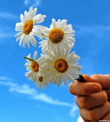 Небольшой букет из ромашек в руке на фоне неба — Фотки на аву | Букет из  ромашек, Цветок, Небольшой букет