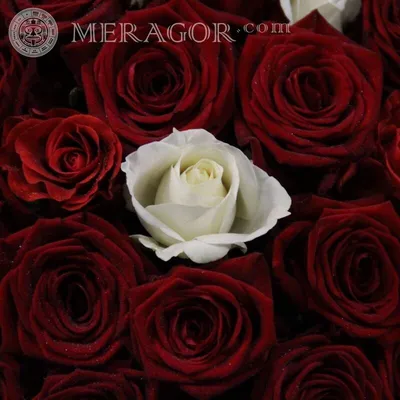 MERAGOR | Скачать фото розы на аву
