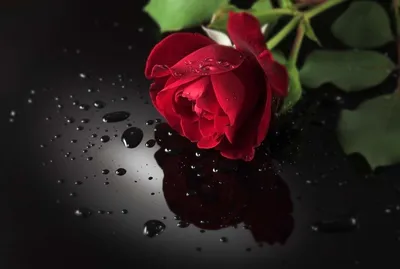 Картинка розы на черном фоне и фото
