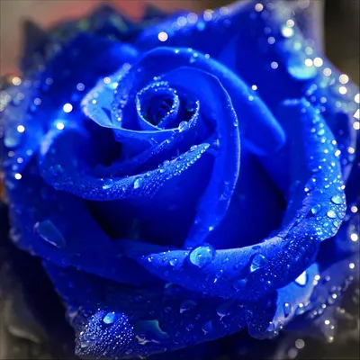 Синие розы картинки - 68 фото