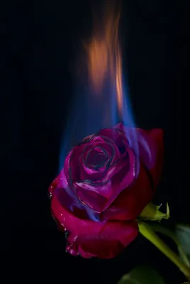 Роза в огне | Пикабу