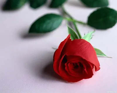 Аватар с красной розой, скачать картинки с цветами — Картинки и авы