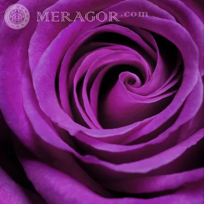 MERAGOR | Цветок розы на аву