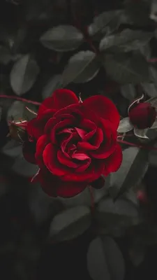 Обои красные розы на айфон (23 фото)