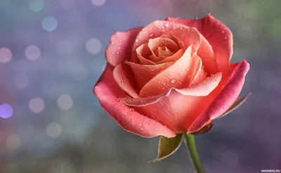 Красная роза с маленькими капельками воды на лепестках — Авы и картинки