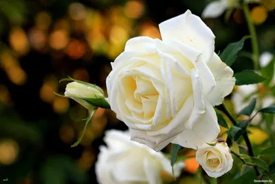 Картинки розы на аву (50 лучших фото)