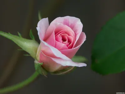 Цветы, #Розы, #аватары, #картинки, #фото, #авы,  https://avatarko.ru/kartinka/24025 | Розы, Розовые розы, Цветы