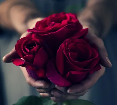 Самые красивые розы в мире - 71 фото