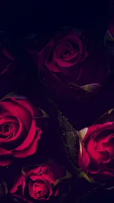 Розы - лучшие фотографии и картинки с розами