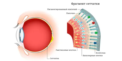 Как видят цвета дальтоники - 23 апреля 2021 - e1.ru