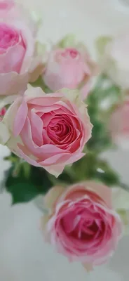 Обои на телефон, розы | Розы, Красивые розы, Виды цветов