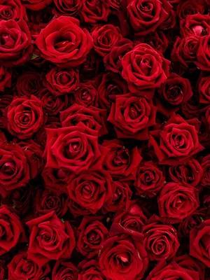 Фотообои \"Розовые розы\" 200х270 Flizetto с эффектом 3D - купить по выгодной  цене в интернет-магазине OZON (178715648)