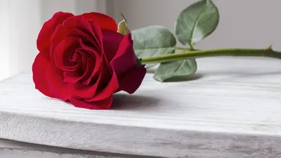 Розы с капельками воды - фотообои на заказ. Закажи обои Розы с капельками  воды артикул: 60598