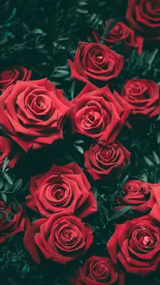 800x1420 Обои розы, кусты, красный, бутоны | Flower iphone wallpaper, Red  roses wallpaper, Beautiful roses