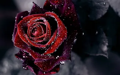 3D Фото обои \"Розы любви и сердце\" - Любой размер! Читаем описание!  (ID#1977364660), цена: 420 ₴, купить на Prom.ua