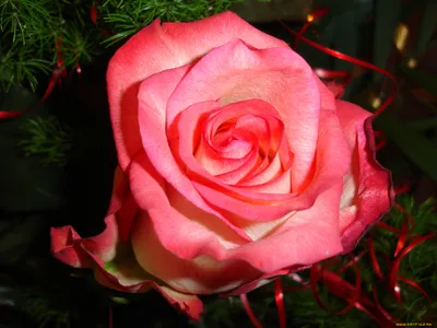 Обои розы, купить обои с розами в интернет-магазине \"Шпалерня\"