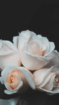 обои роз картины стоковое фото. изображение насчитывающей розы - 17929950
