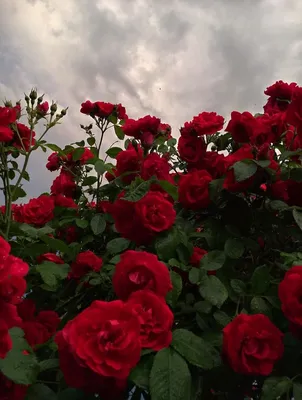 цветы #роза #обои | Beautiful rose flowers, Beautiful roses, Cute flower  wallpapers
