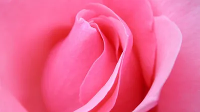 Фотообои / флизелиновые обои Ветка розы (зеркало) 4 x 2,7 м - купить по  выгодной цене в интернет-магазине OZON (267608366)
