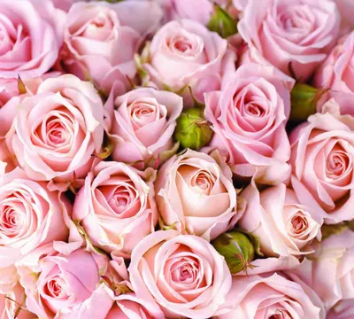 красно-белые обои розы цветут зеленый цвет листья красивый розовый фон роза  любовь. Стоковое Фото - изображение насчитывающей обои, значительно:  228492186