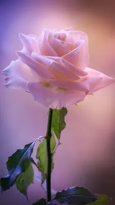 Обои iPhone wallpaper rose | Beautiful pink roses, Beautiful roses,  Beautiful flowers
