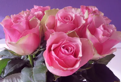 Нежно-розовая роза скачать фото обои для рабочего стола