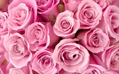 Розовые розы обои - 70 фото