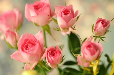 Розовые розы обои для рабочего стола, картинки и фото - RabStol.net