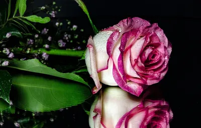 Обои на рабочий стол Нежные розовые розы, обои для рабочего стола, скачать  обои, обои бесплатно