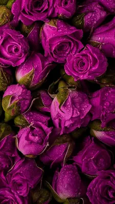 Розовые розы обои на телефон - 64 фото